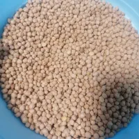 نخود دونه درشت
