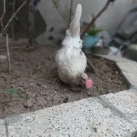 مرغ گلین