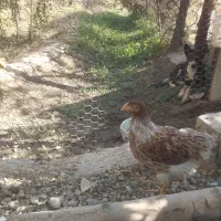 مرغ گلین نیمچه جوجه ویاندوت همه یکجا برای فروش