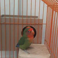 خرید طوطی برزیلی