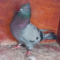 کفتر عطیقه مایه کفتر ثرور