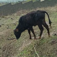 گوشت گوساله تازه فروشی کیلویی ۱۶۰۰هزارتومان