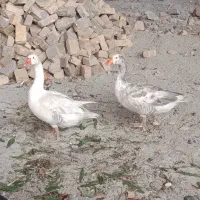 غاز محلی به جفت