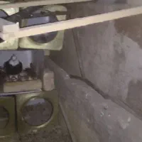 طوقی ماده