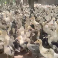 ۴ هزارتا اردک گوشتی موجوده