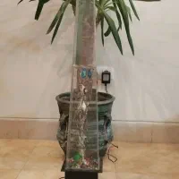 آب نما با ماهی