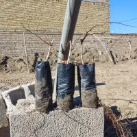 فروش نهال گلدانی انگور (دوساله)
