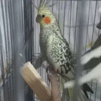 پرنده  توافقی
