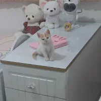 بچه گربه