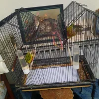 طوطی گرینچیک گم شده