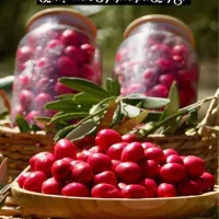 زیتون مشهد|خوردنی و آشامیدنی|مشهد, پردیس|دیوار