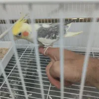 عروس نر دوکت رام