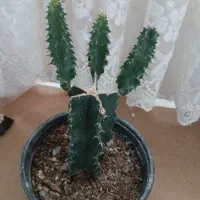 قیمت ۲۵۰۰۰۰ تومان
