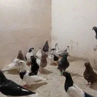 تعدادی کبوتر
