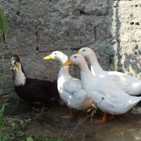 اردک پکنی پنج ماهه. 400
