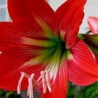 ۱۰۰ عددپیاز امارلیس