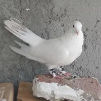 کبوتر نر