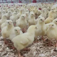 استخدام کارگر مرغداری