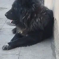 گله ای دهن پاک ادمی نیس جانوری سفت