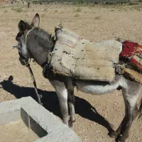 الاغ(خر)