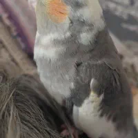 عروس هلندی گ..مشده