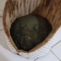 جای خواب گربه و سگ