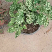 حراجستون غنچه، گل و گیاه باغچه و آپارتمان