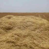 فروش کاه سفید گندم در دارالمیزان