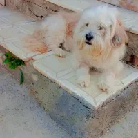 سگ شیتزو تریر