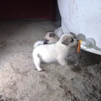 سگ پاکوتاه