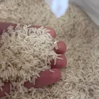 برنج فجر ممتاز