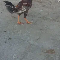 خروس