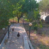 باغ ویلا