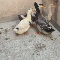 فروش اردک