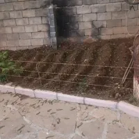اردک پکنی ۳ عدد