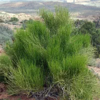 فرصت طلایی در دل طبیعت