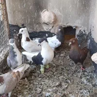 کفتر رنگی المانی دورگ پرشی.
