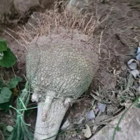 سرقلم  یوکا