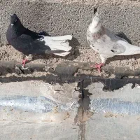 دم سفید کبوتر