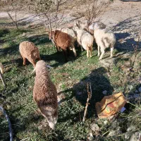 بره|حیوانات مزرعه|جلگه شوقان, |دیوار