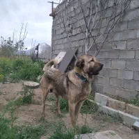 سگ پژدر|سگ|خمین, |دیوار