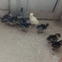 جوجه بوقلمون برنزه سنگین وزن