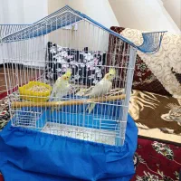 عروس هلندی نرو ماده جفت مولد