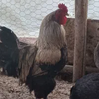 تخم مرغ برهما عجبشیر