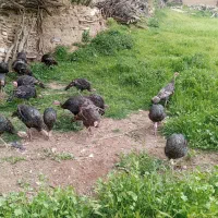 بوقلمو