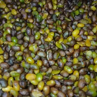 بنه(پسته کوهی)|خوردنی و آشامیدنی|تهران, آبشار|دیوار