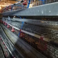 قفس مرغ تخمگذار