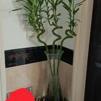 سه شاخه گیاه بامبو