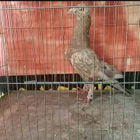 تعداد ۲ تا کفتر  سرور شهرستانی