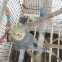 عروس هلندی نر آماده جفت گیری